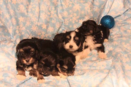 havanese-puppies